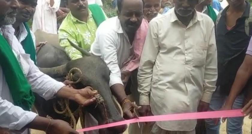 As BJP MLA, MP fail to build bus shelter, villagers in Karnataka build it with coconut branch, make buffalo chief guest buffalo chief guest