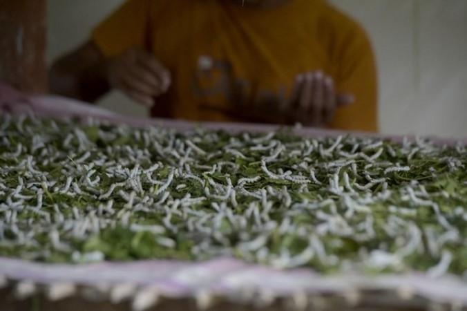 Workers process silk threads at a farm of Aarong, a social enterprise, in Manikganj, Bangladesh on Nov. 15, 2021.(File Photo) Silk