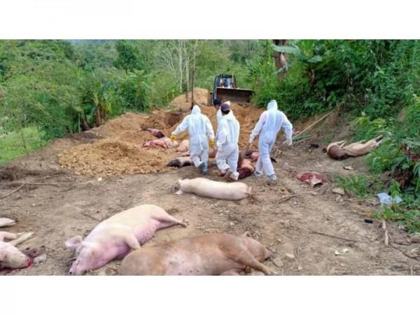 African Swine Fever