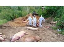 African Swine Fever