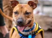 pit bull dog