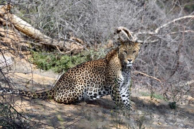 Efforts on to capture tiger, leopard that killed domestic animals in ...