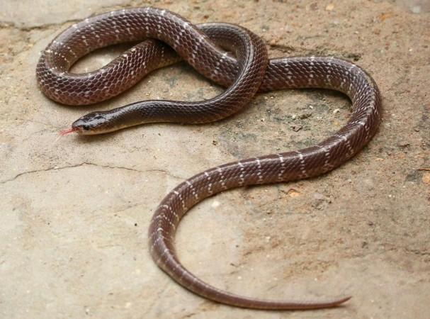 Snake Snake