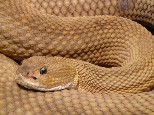 Snake Snake