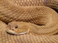 Snake