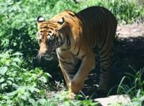 Tigers