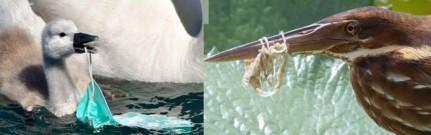 Scientists track impact of Covid protective plastic gear on wildlife