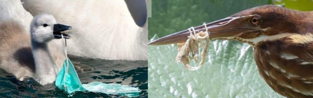 Scientists track impact of Covid protective plastic gear on wildlife Scientists track impact of Covid protective plastic gear on wildlife