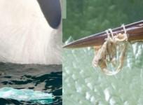 Scientists track impact of Covid protective plastic gear on wildlife