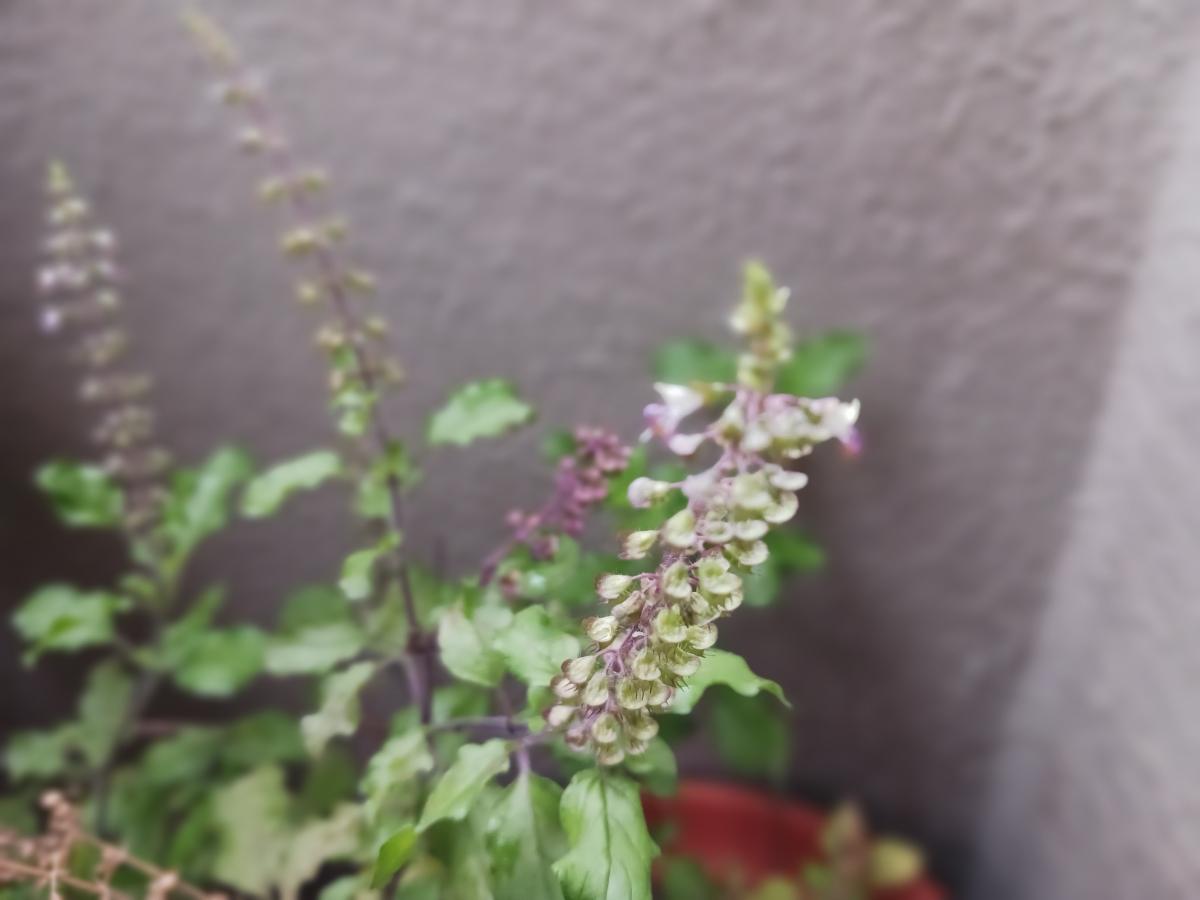 Samsung Galaxy M13 camera sample for portrait Samsung Galaxy M13 camera samples