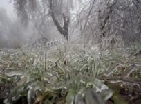 Frozen grass and trees
