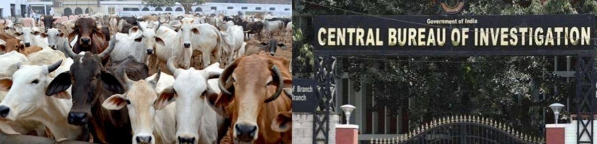 cattle smuggling