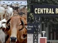 cattle smuggling