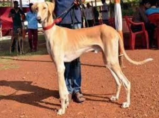 Mudhol Hound Mudhol Hound