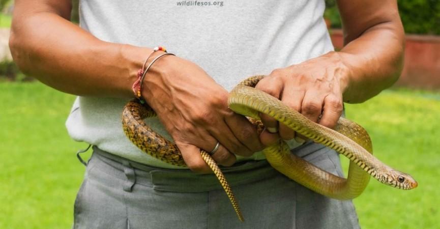 Snakes Snakes