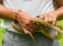 Snakes