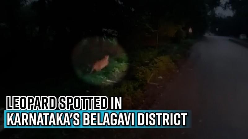Leopard spotted in Karnataka's Belagavi district