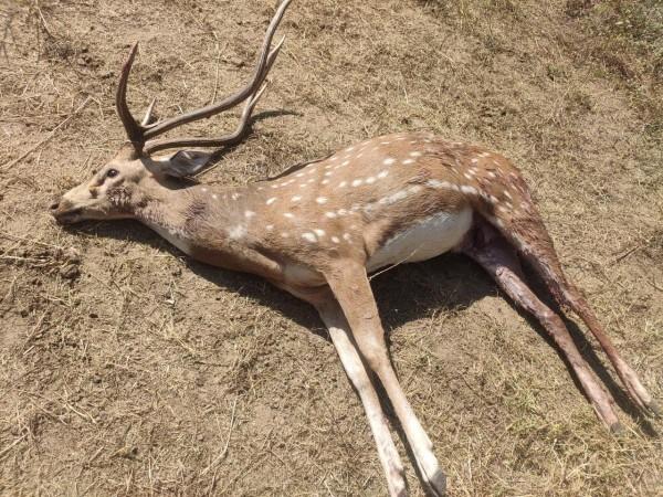 Deer Deer