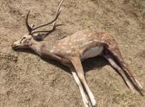 Deer