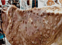 lumpy