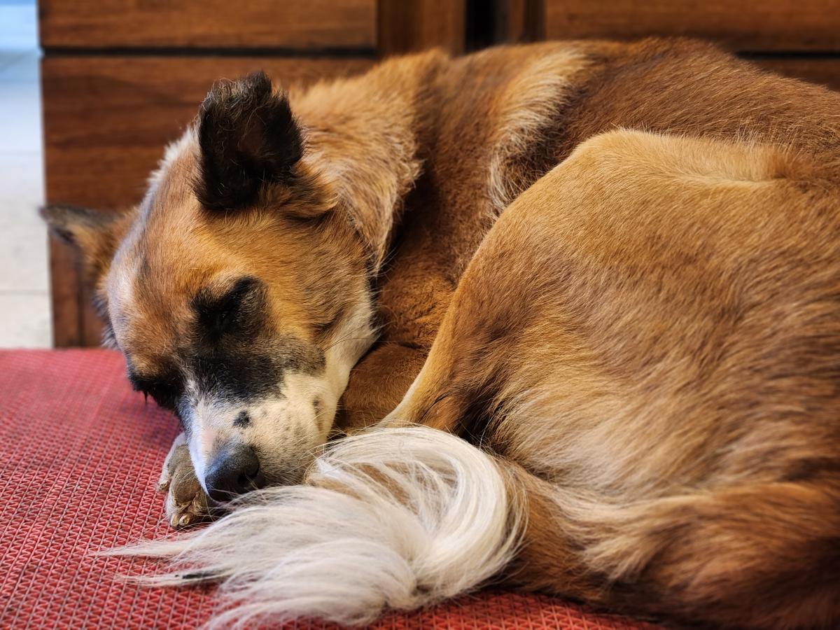 Samsung Galaxy Z Fold4 camera sample