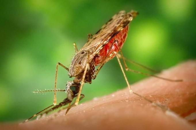 Leishmaniasis Leishmaniasis
