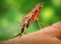 Leishmaniasis