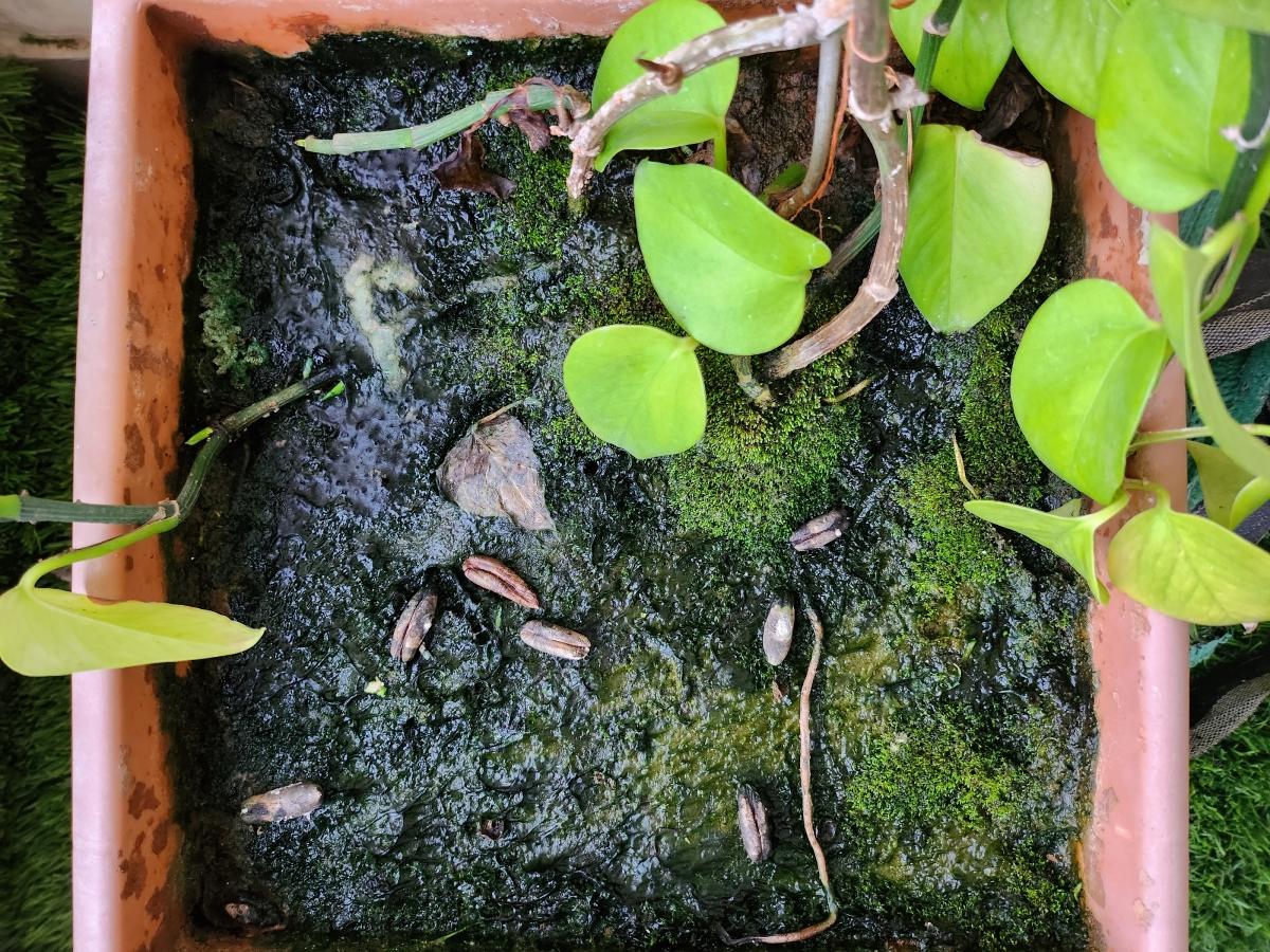 Samsung Galaxy Z Flip 4 camera sample