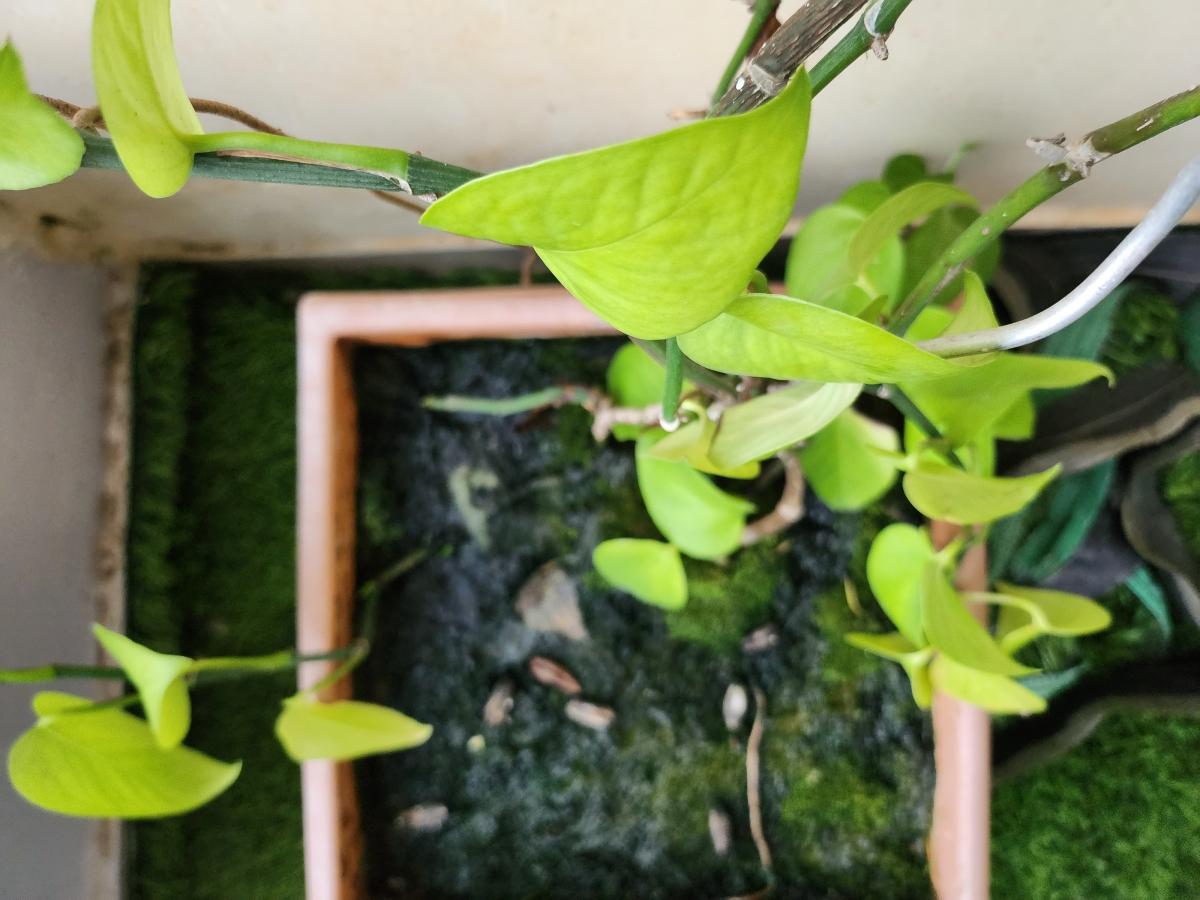 Samsung Galaxy Z Flip 4 camera sample