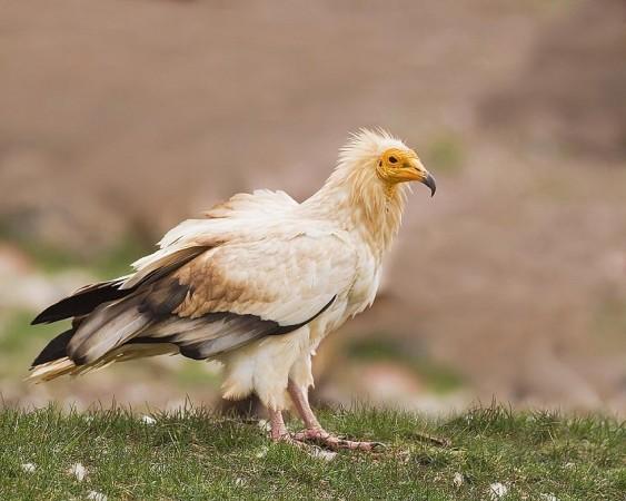 Egyptian vultures