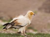 Egyptian vultures
