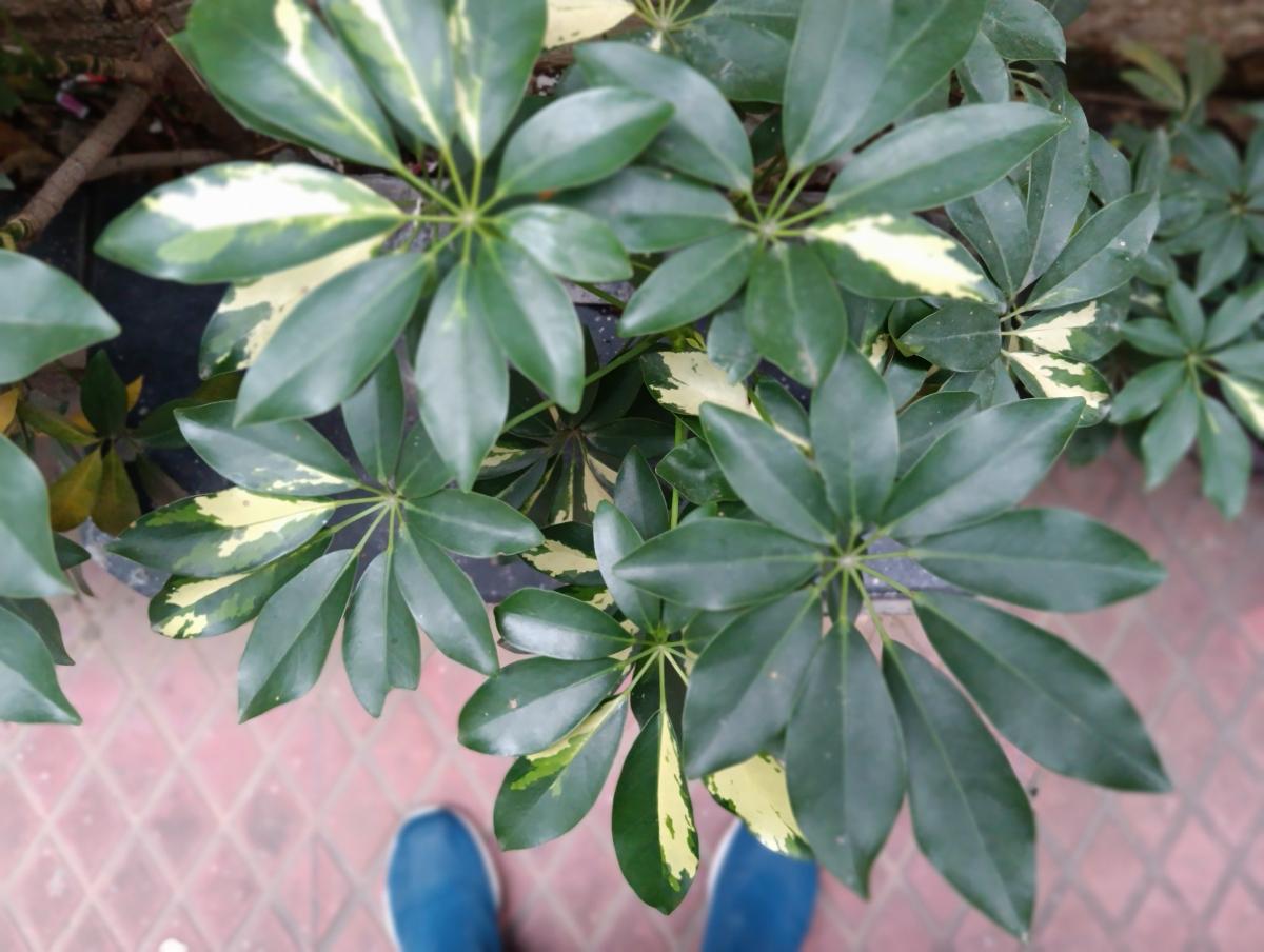 Poco M5 camera sample