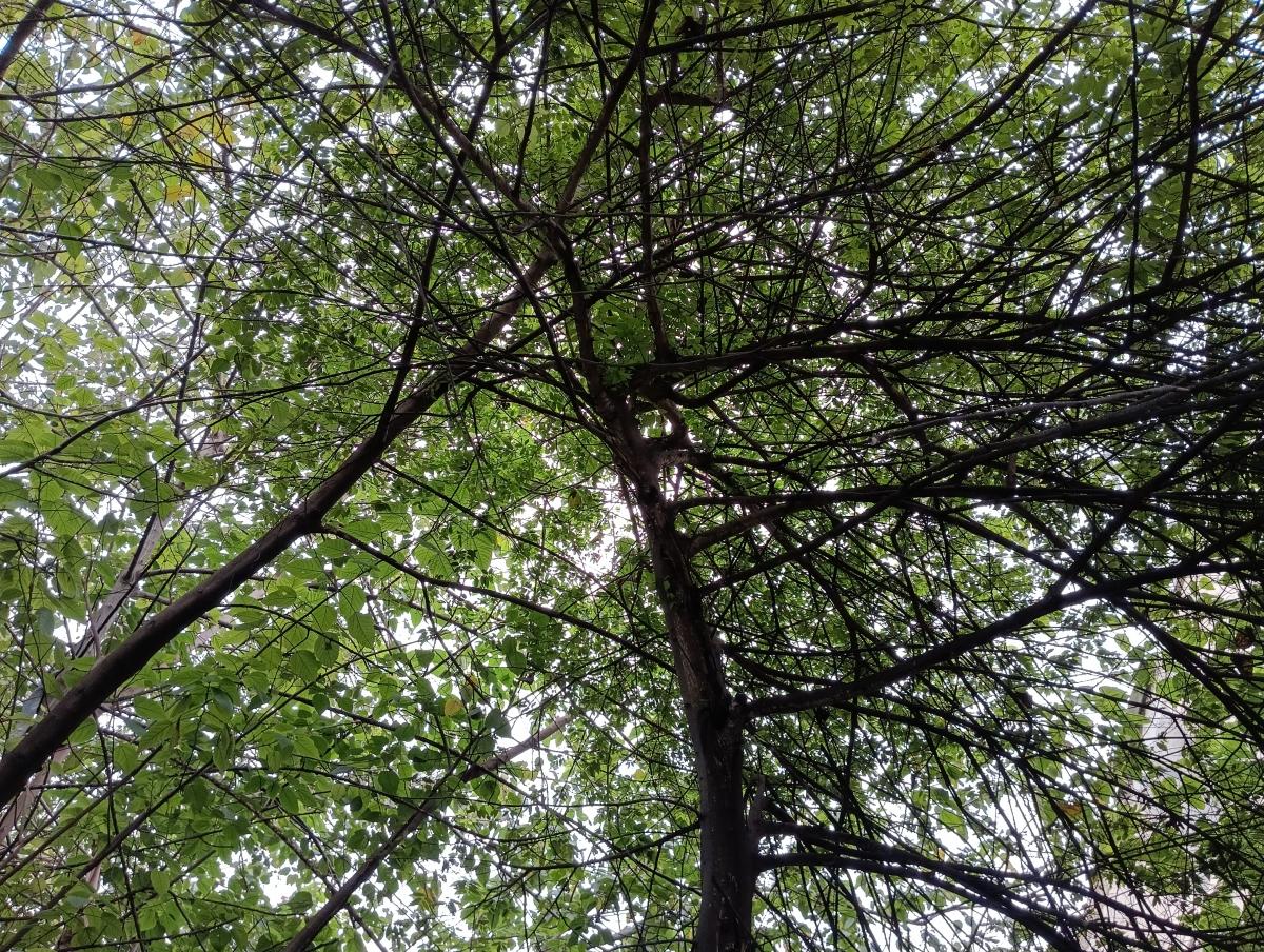 Poco M5 camera sample