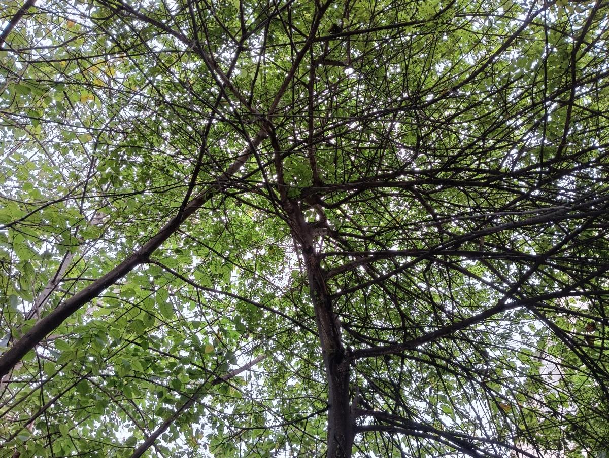 Poco M5 camera sample