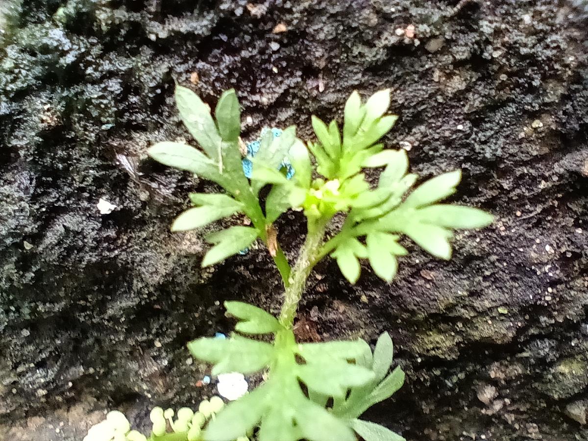 Poco M5 camera sample