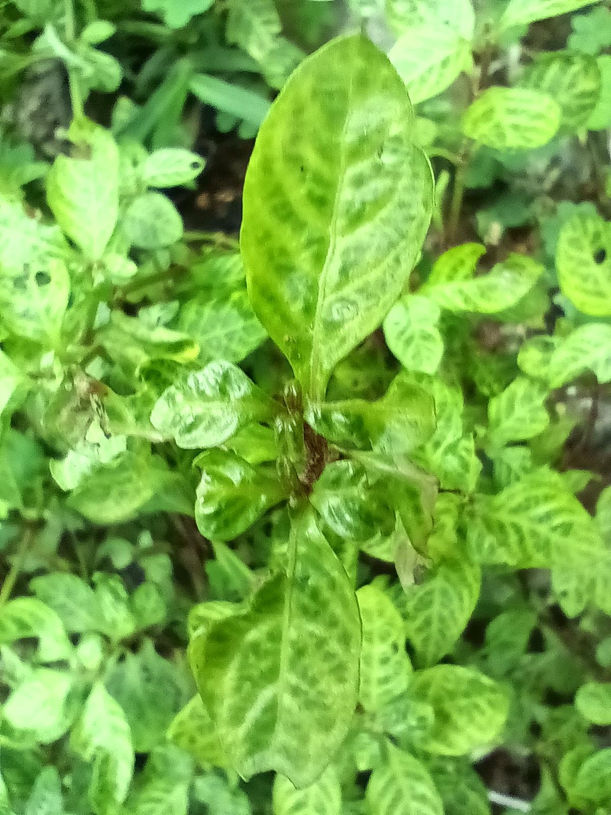 Poco M5 camera sample