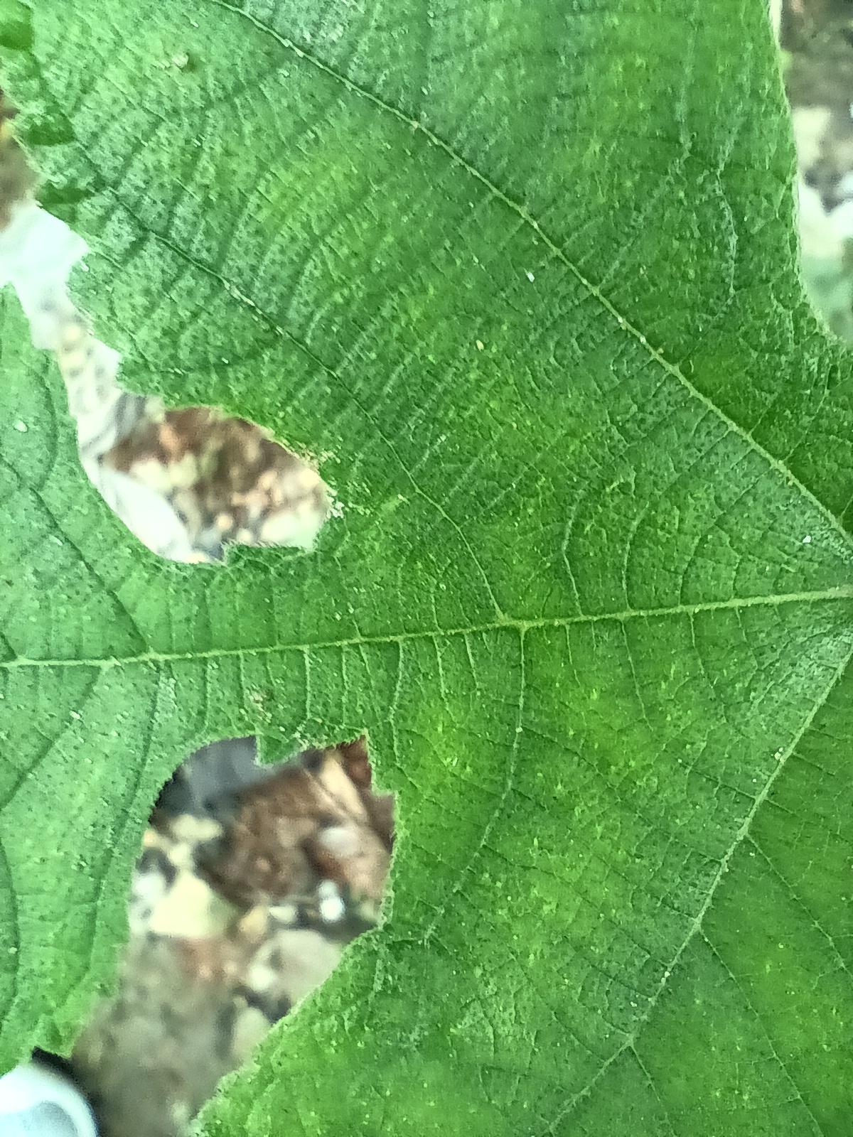 Poco M5 camera sample