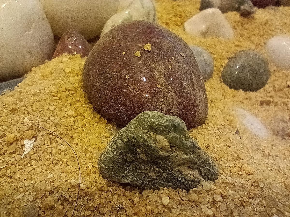 Poco M5 camera sample