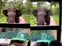 Close shave for tourists in K'taka jungle as tusker charges at them
