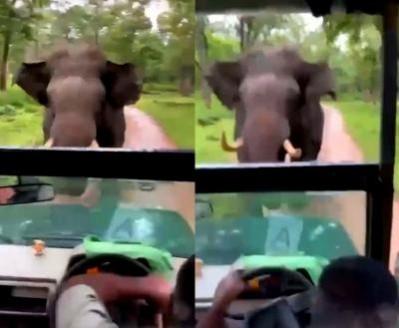 Close shave for tourists in K'taka jungle as tusker charges at them Close shave for tourists in K'taka jungle as tusker charges at them
