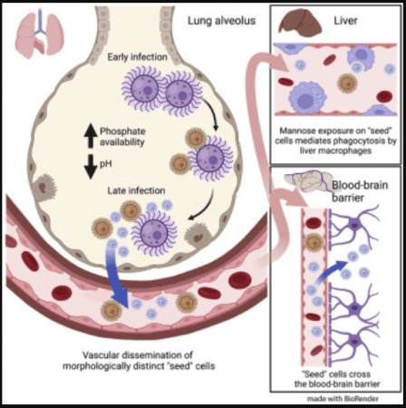 The transformation of Cryptococcus neoformans of into 'Seed' cells C. neoformans