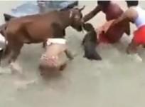 In another dog attack, Pitbull bites cow in Kanpur