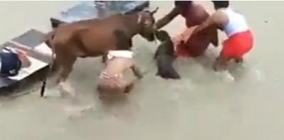 In another dog attack, Pitbull bites cow in Kanpur In another dog attack, Pitbull bites cow in Kanpur