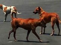 Woman, awaiting cat bite injection, bitten by stray dog inside Kerala hospital