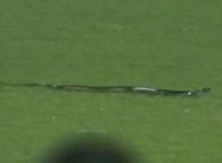 IND v SA: Snake and floodlight failure stop play in Guwahati