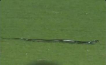 IND v SA: Snake and floodlight failure stop play in Guwahati