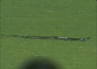 IND v SA: Snake and floodlight failure stop play in Guwahati IND v SA: Snake and floodlight failure stop play in Guwahati