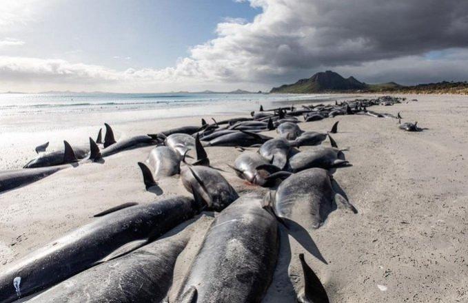 Pilot whales stranded on New Zealand's Chatham Islands Pilot whales stranded on New Zealand's Chatham Islands
