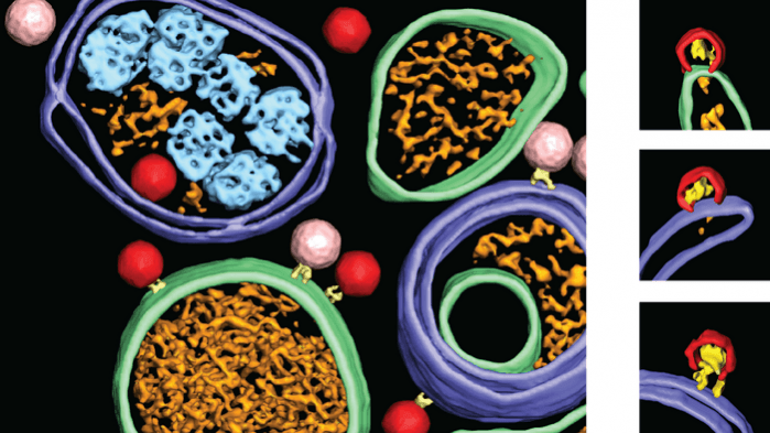 The left image shows how newly formed poliovirus particles (pink) are loaded with the virus genome and turn into infectious viruses (red). On the right: if the cell's protein VPS34 is inhibited, the virus assembly stops halfway. Half-made virus particles are shown in red. One virus particle is 30 nanometres (one nanometre is one millionth of a millimetre) Polio