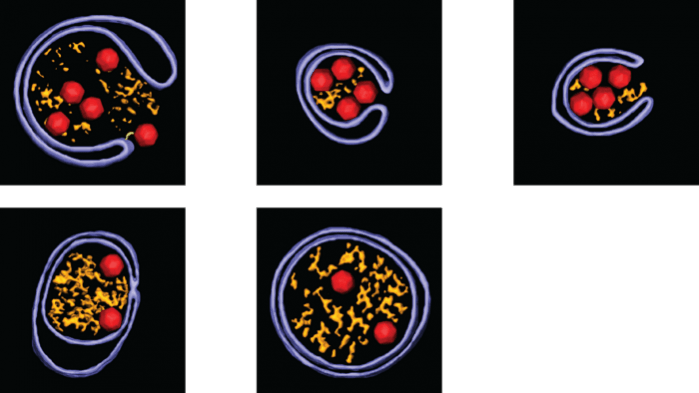 When new virus particles are prepared for release in small packets (called vesicles), the virus makes sure that only those virus particles that have been loaded with the virus genome, and thus become infectious, are packaged. Several examples of that process are shown (infectious particles in red, vesicles in blue Polio